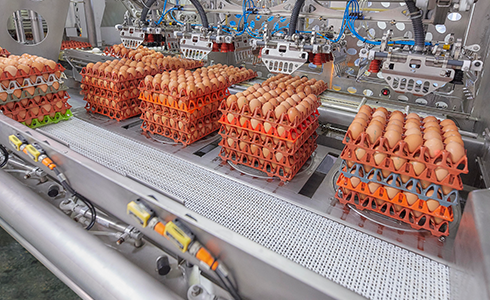 2 - ovosur - expertos en ovoproductos